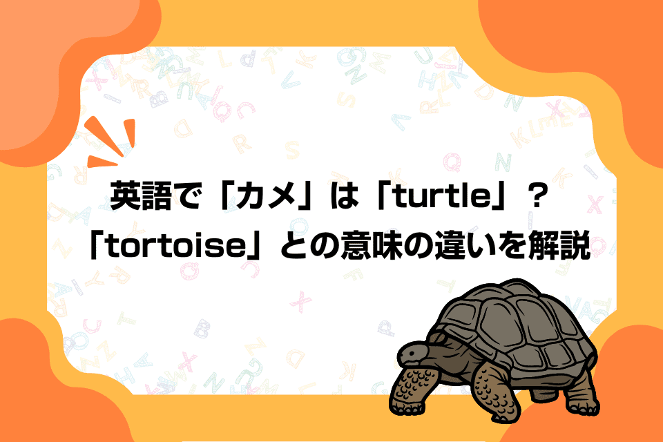 英語で「カメ」は「turtle」？「tortoise」との意味の違いを解説